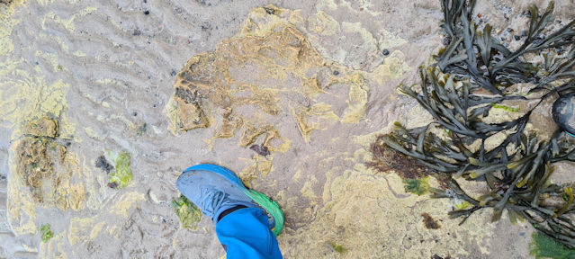 footprint
